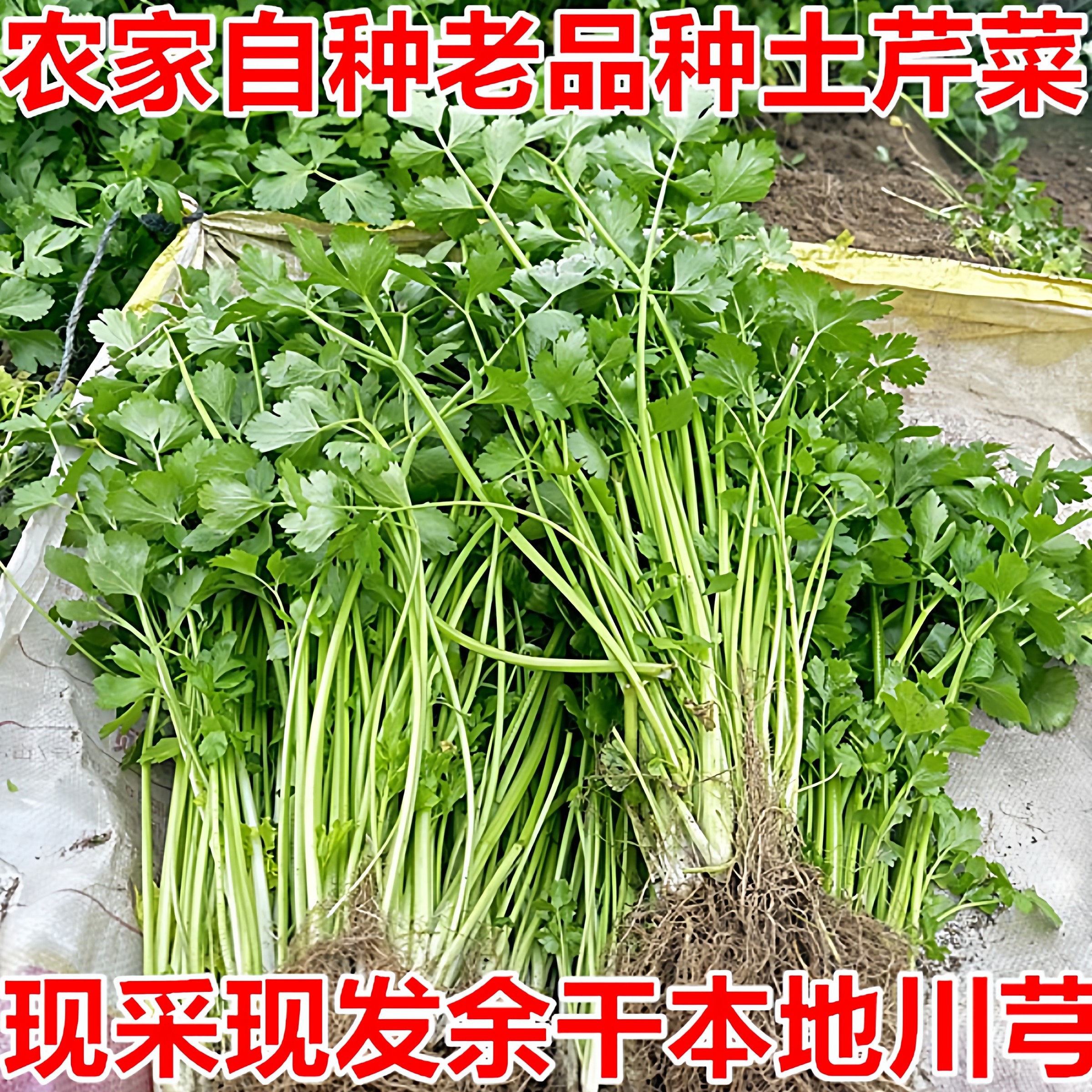 江西特色蔬菜(江西特色蔬菜图片)