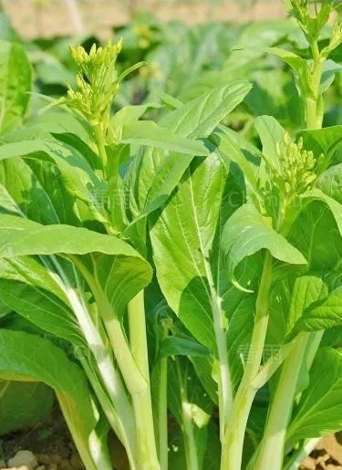 家常腌菜芯(腌菜心的做法大全)