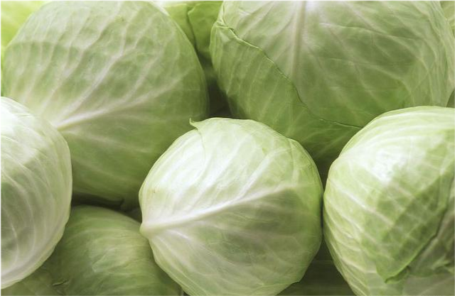 那种素菜不生虫(什么菜不生虫不着虫?)