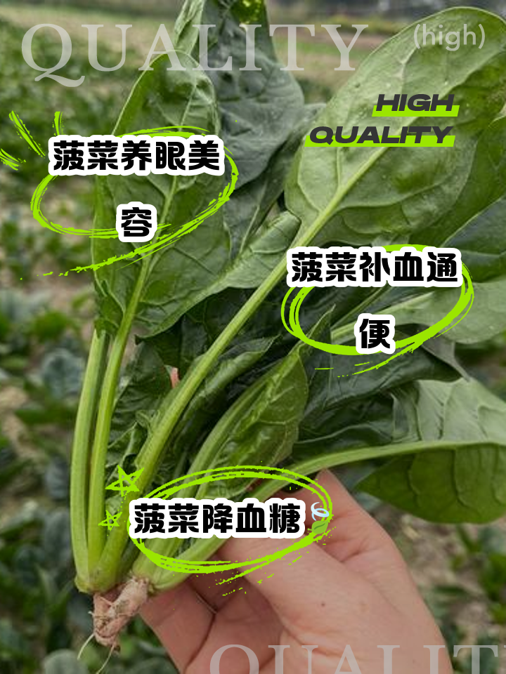 菠菜的凉菜名字(菠菜的凉菜名字有哪些)