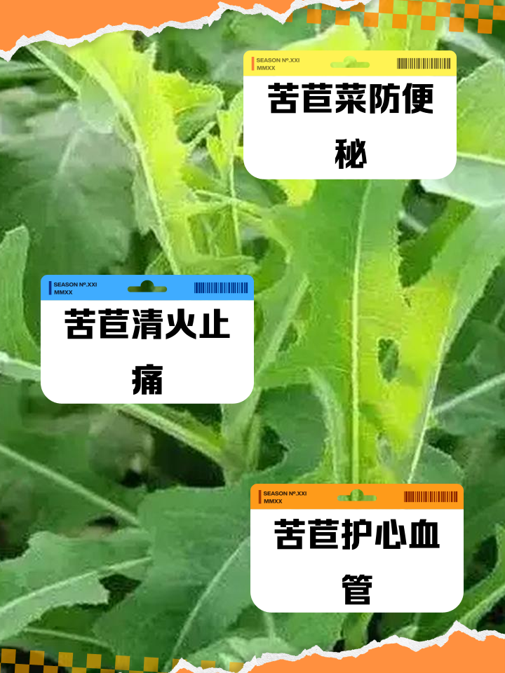 苦苣的凉菜名字(苦苣菜凉拌怎么做) 苦苣的凉菜名字(苦苣菜凉拌怎么做)