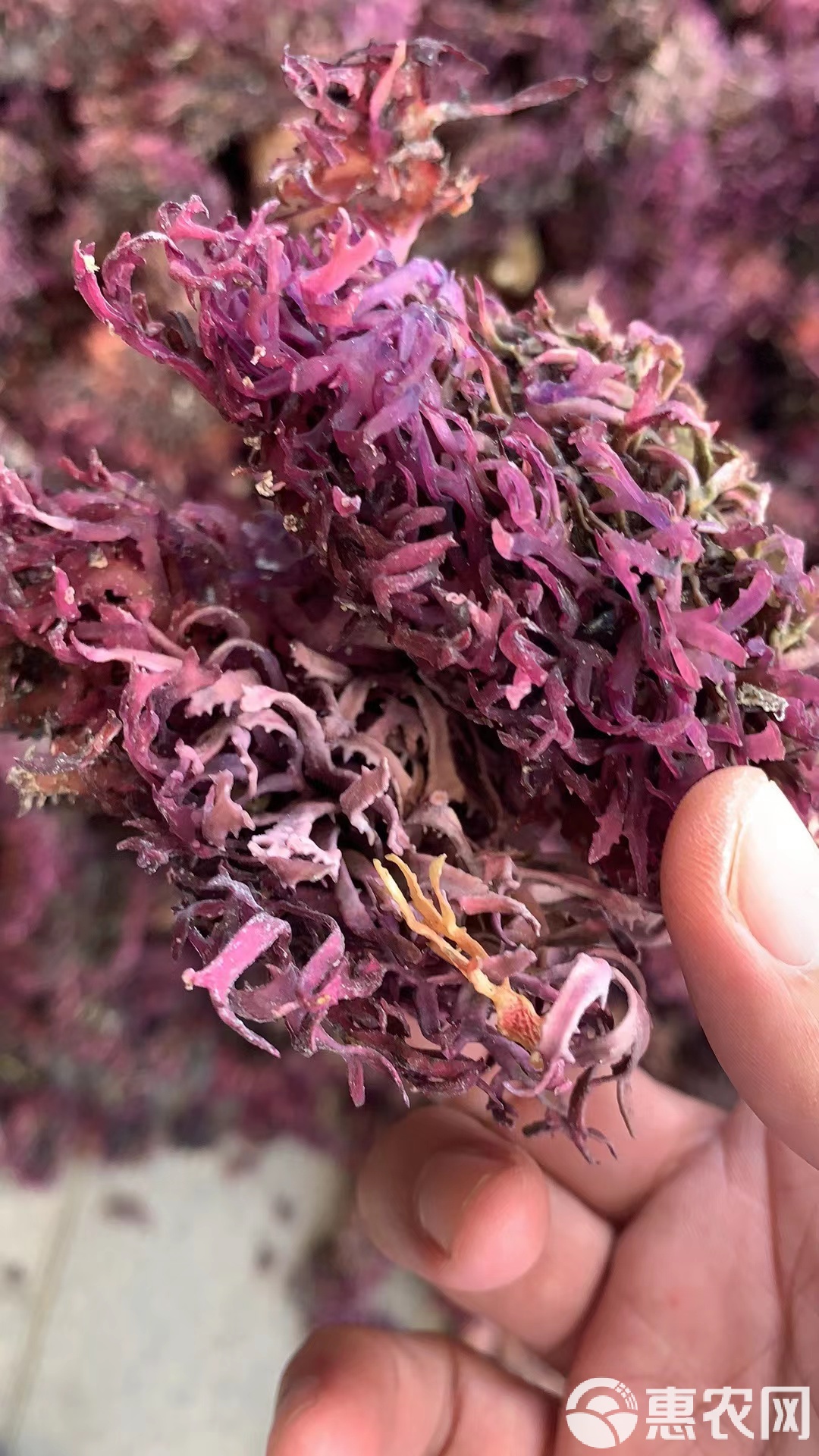 头发菜的做凉菜(头发菜怎么做凉菜)