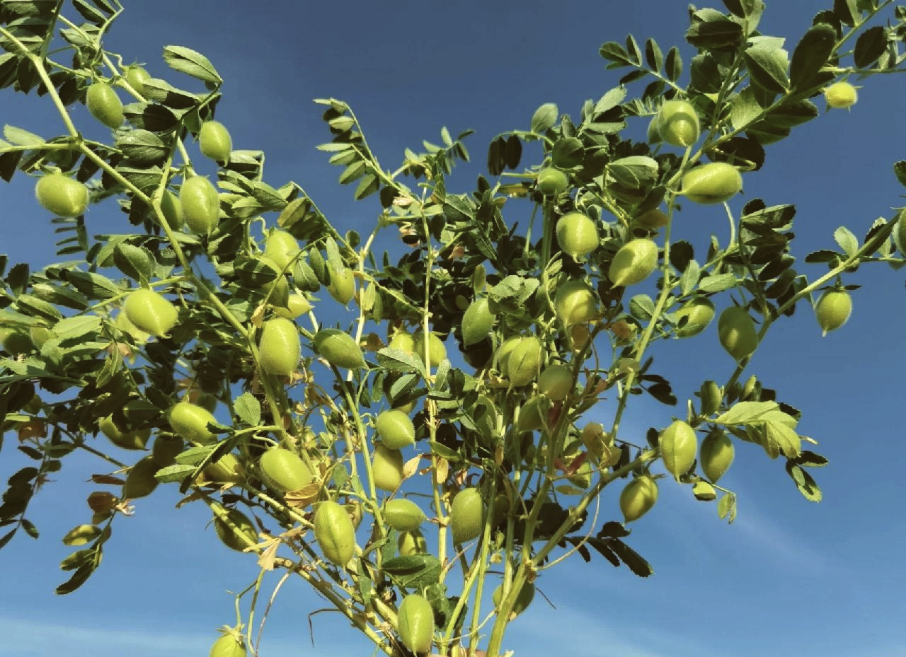 小吃豌豆树(豌豆粉能做哪些小吃) 小吃豌豆树(豌豆粉能做哪些小吃)