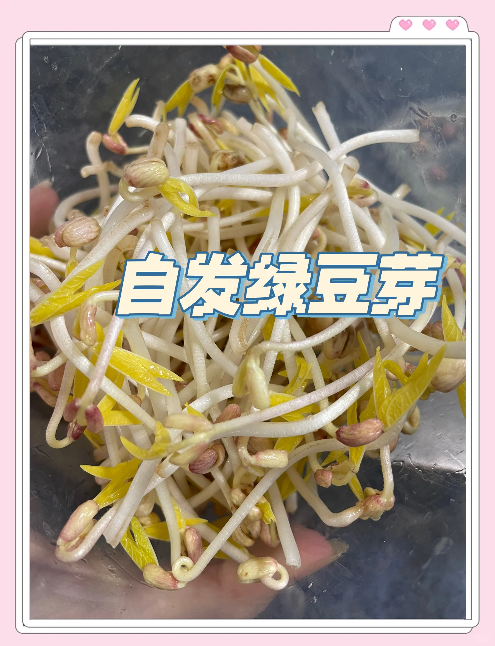 豆芽做法大全家常做法(豆芽做法大全家常做法窍门)