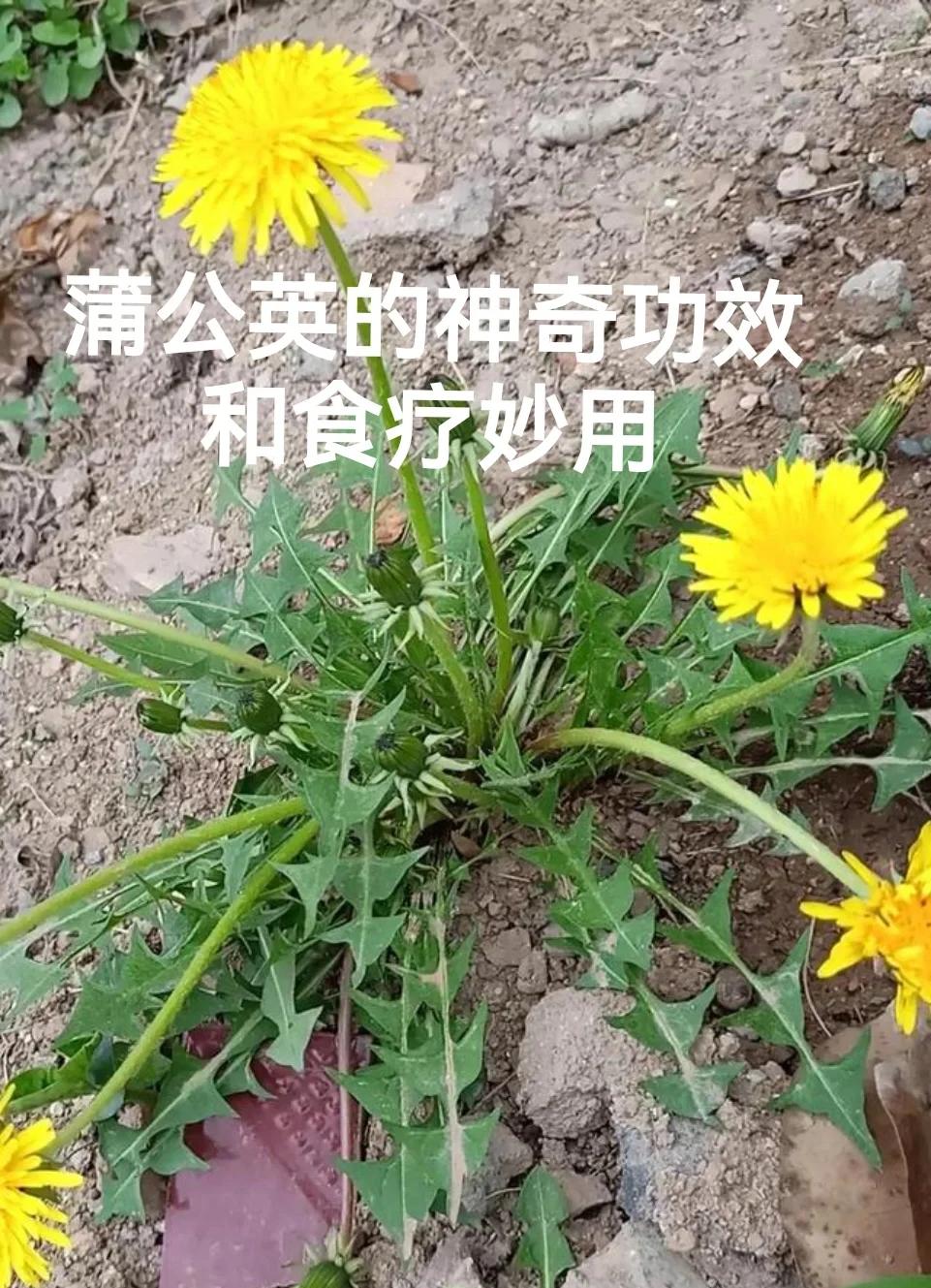 蒲公英能吃凉菜吗(蒲公英凉菜可以连续吃吗) 蒲公英能吃凉菜吗(蒲公英凉菜可以连续吃吗)