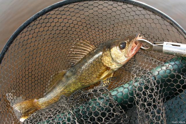 黄丫头特色(黄丫头是海鲜吗?) 黄丫头特色(黄丫头是海鲜吗?)