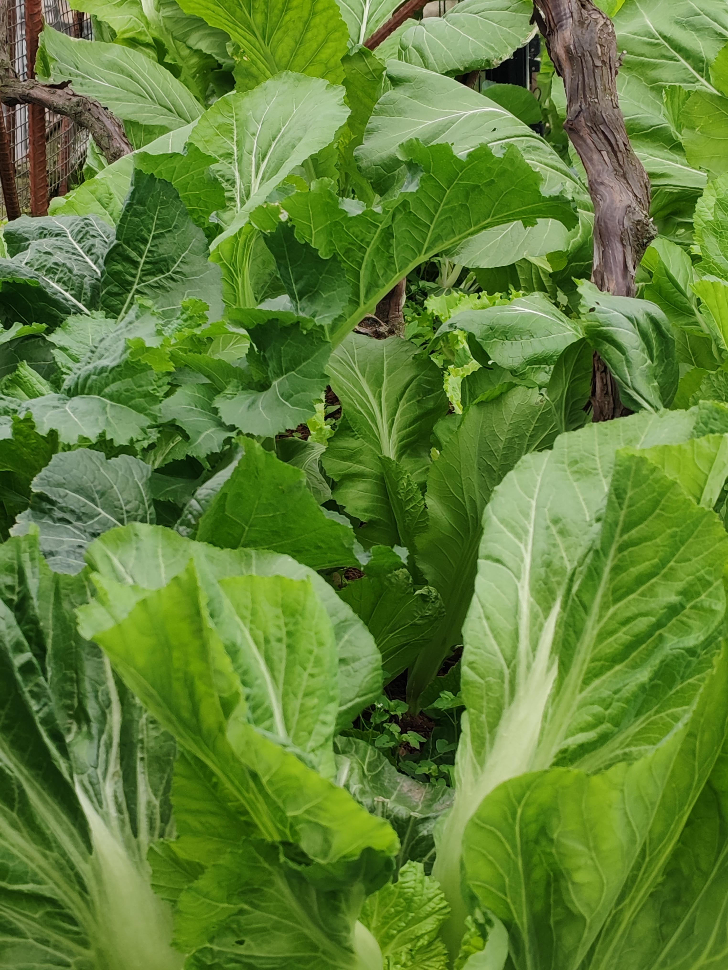 各种素菜(各种蔬菜图片及名称图片大全)