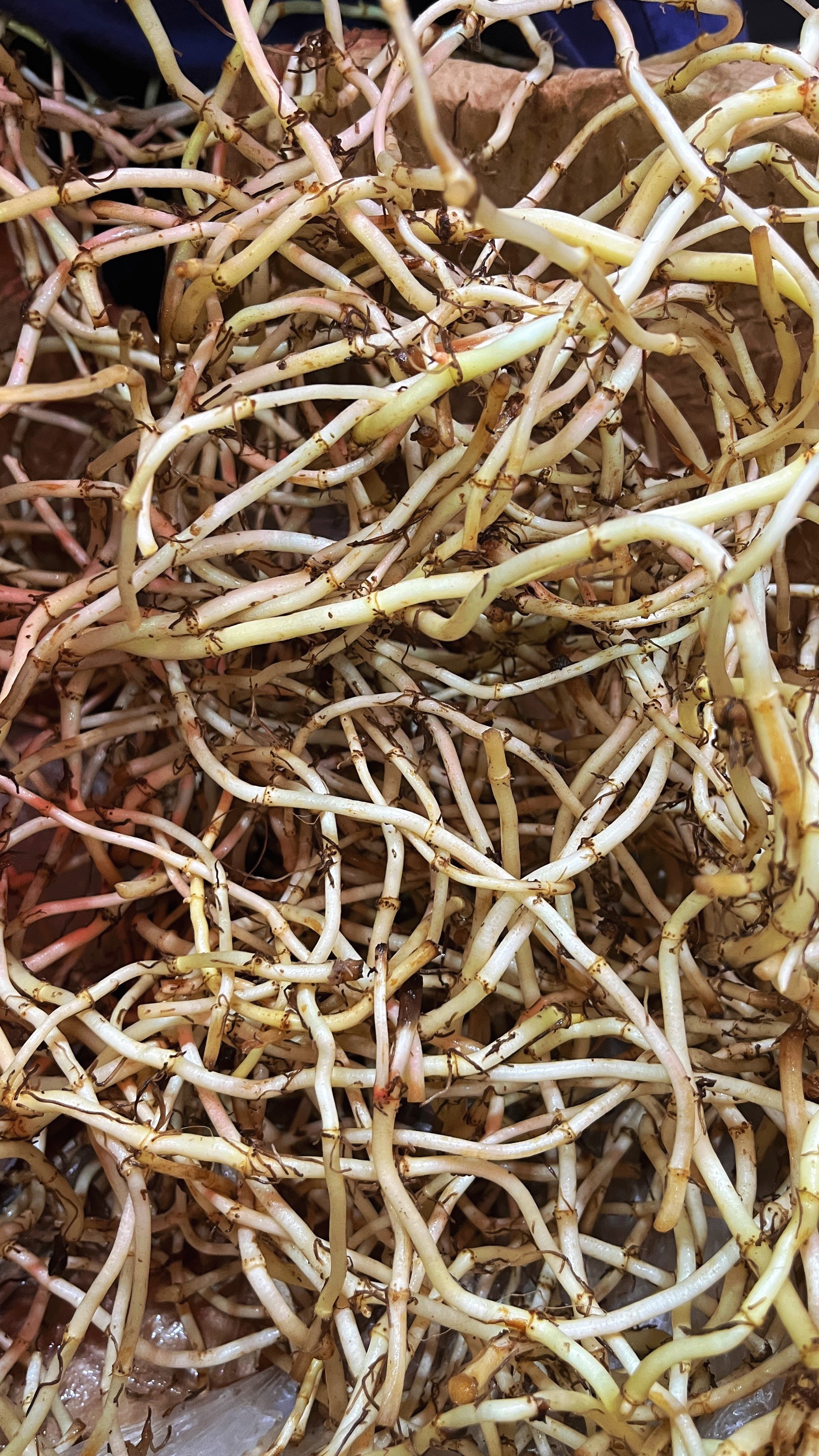 折耳根是素菜吗(折耳根属于什么菜系) 折耳根是素菜吗(折耳根属于什么菜系)