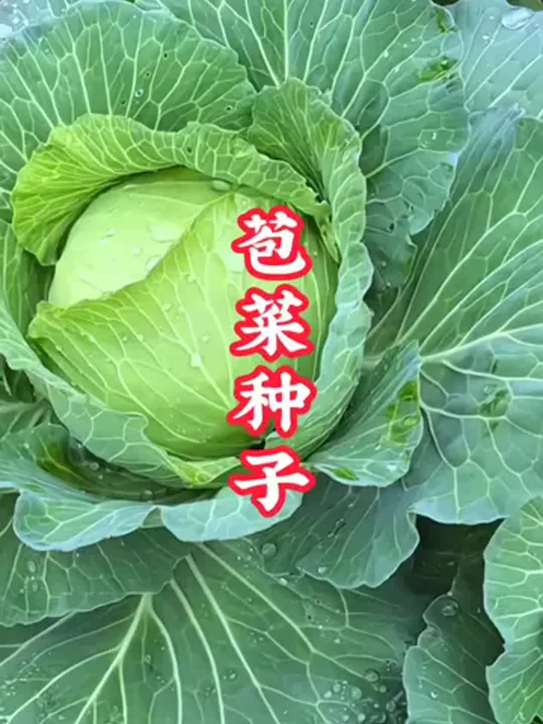 莲花素菜(素食莲花菜)
