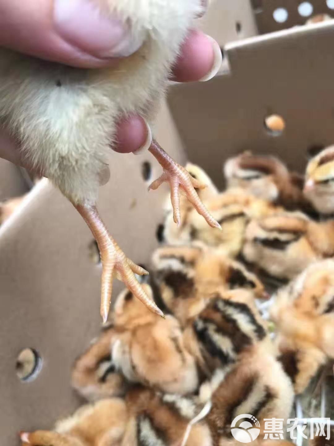 特色鸡苗(鸡苗品种大全及图片名字) 特色鸡苗(鸡苗品种大全及图片名字)