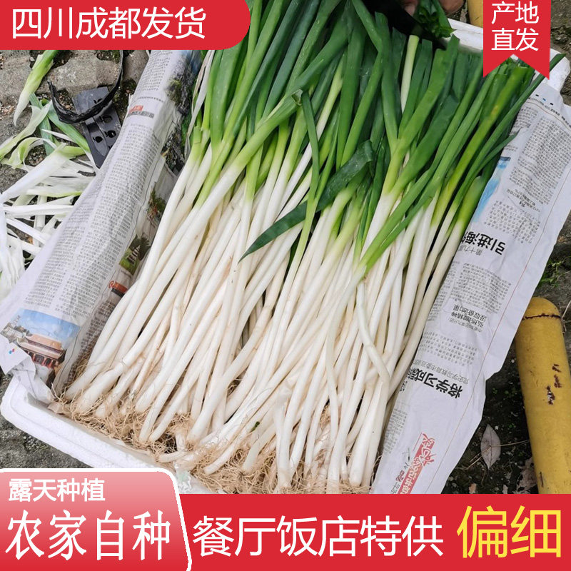 葱是素菜吗(葱是蔬菜还是荤菜)