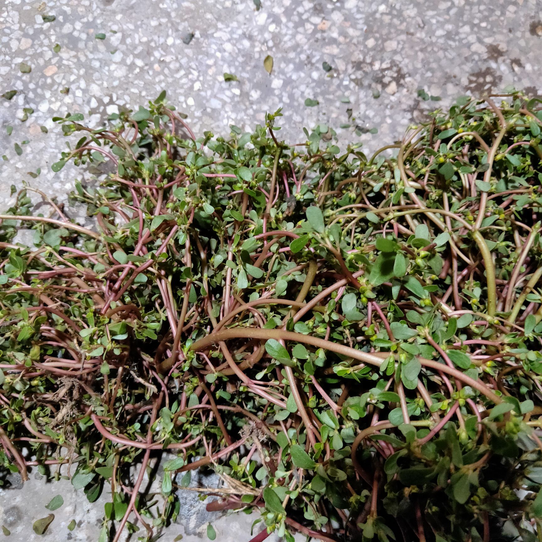 蚂蚁菜拌凉菜(蚂蚁菜拌凉菜怎么拌) 蚂蚁菜拌凉菜(蚂蚁菜拌凉菜怎么拌)