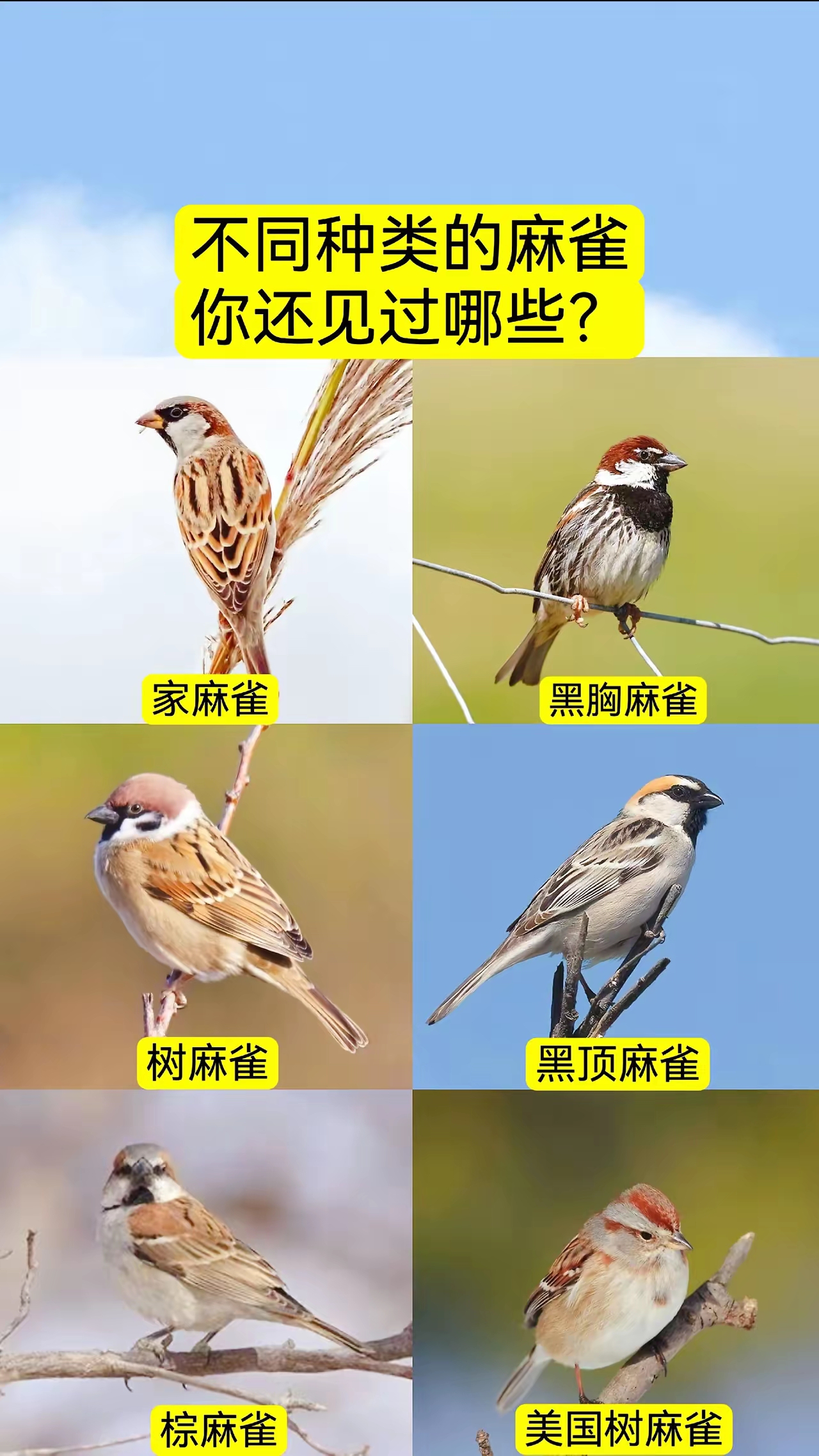 麻雀的家常做法(麻雀的叫声拟声词) 麻雀的家常做法(麻雀的叫声拟声词)