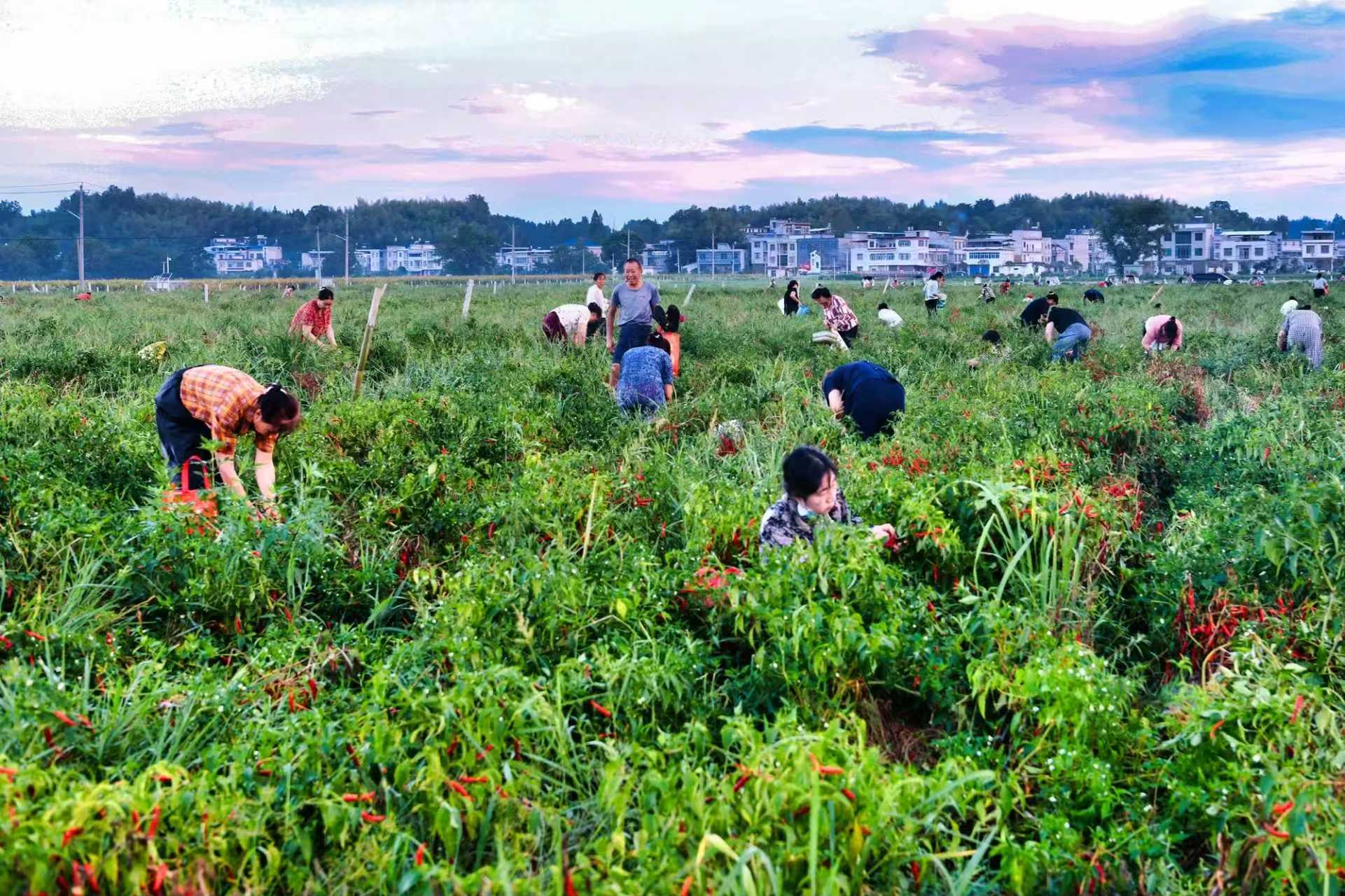 湖北辣椒特色(湖北辣椒特色有哪些)
