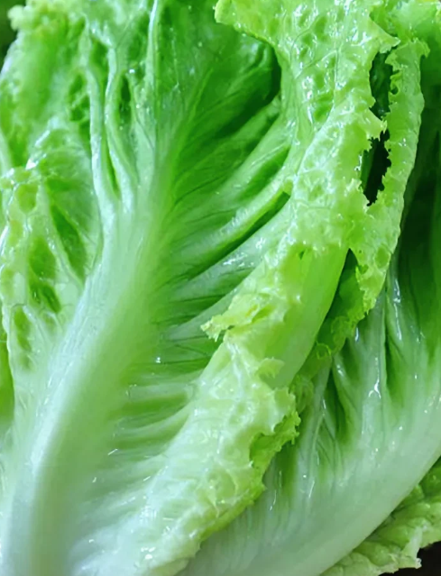 降脂素菜(降血脂最好的素菜是什么)