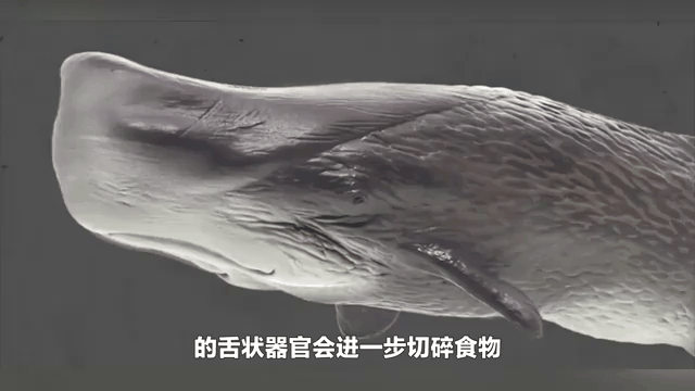 乌贼是不是素菜(乌贼是不是素菜呢)