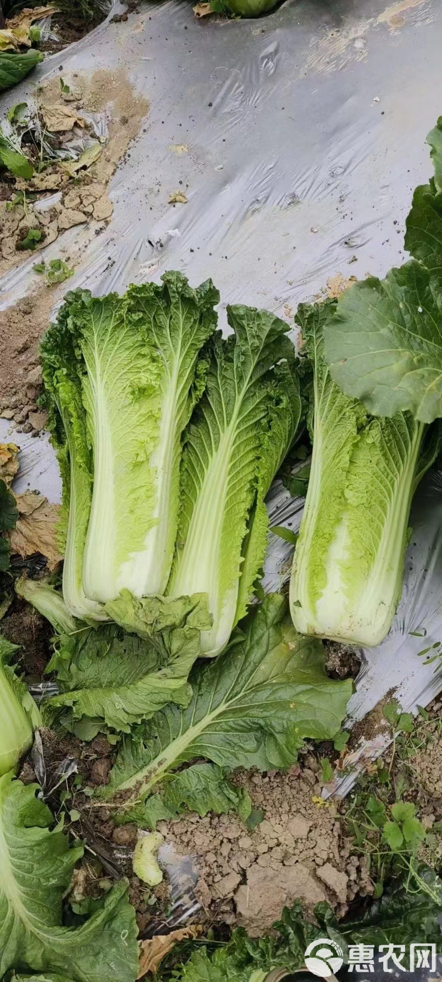 青口素菜(青口菜的做法) 青口素菜(青口菜的做法)