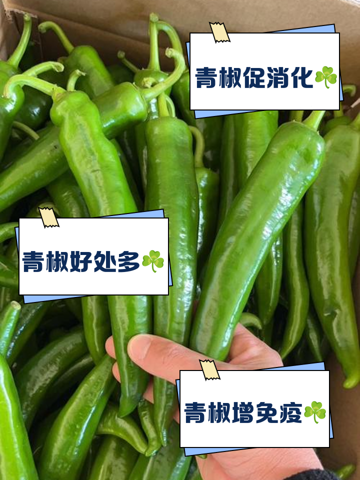 青椒是素菜(青椒是素菜还是荤菜) 青椒是素菜(青椒是素菜还是荤菜)