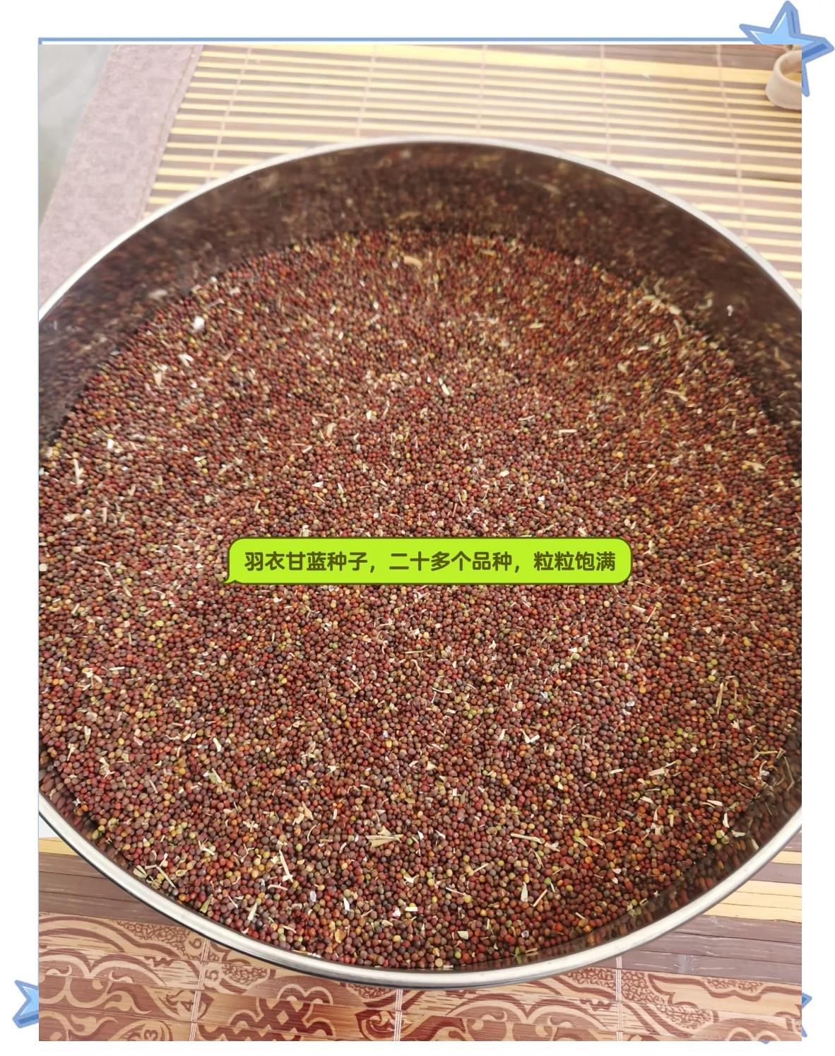 甘宫凉菜种子(耧斗菜的种植方法)