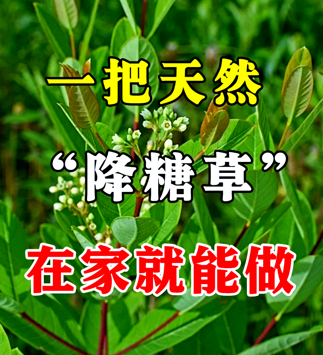 糖尿病人能吃凉菜(糖尿病吃凉拌菜可以放一点糖吗) 糖尿病人能吃凉菜(糖尿病吃凉拌菜可以放一点糖吗)