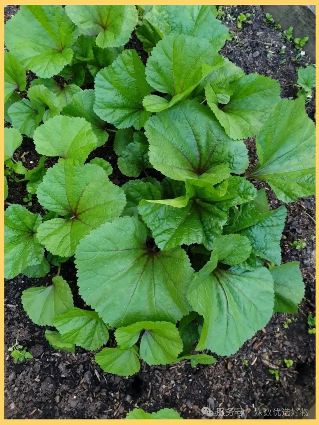 冬日凉素菜(冬季精美凉菜)