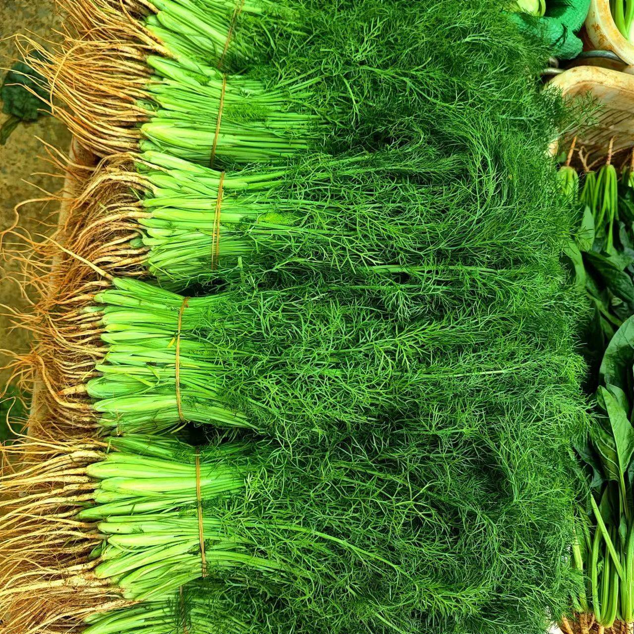 茴香搭配什么素菜(茴香跟什么菜搭在一起做包子)