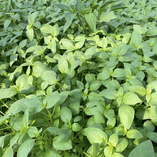 河南的特色青菜(河南特产青菜种的是什么青菜?) 河南的特色青菜(河南特产青菜种的是什么青菜?)