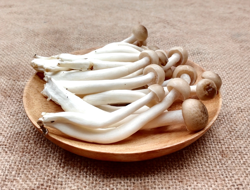 海鲜菇是素菜吗(海鲜菇属于蔬菜吗)