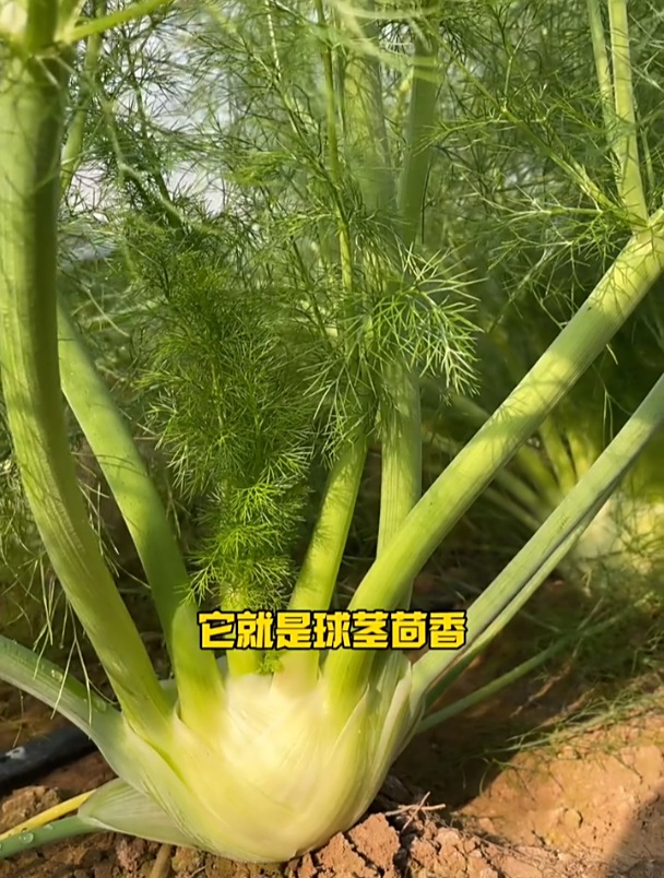 球茎茴香凉菜(球茎茴香头怎么凉拌)