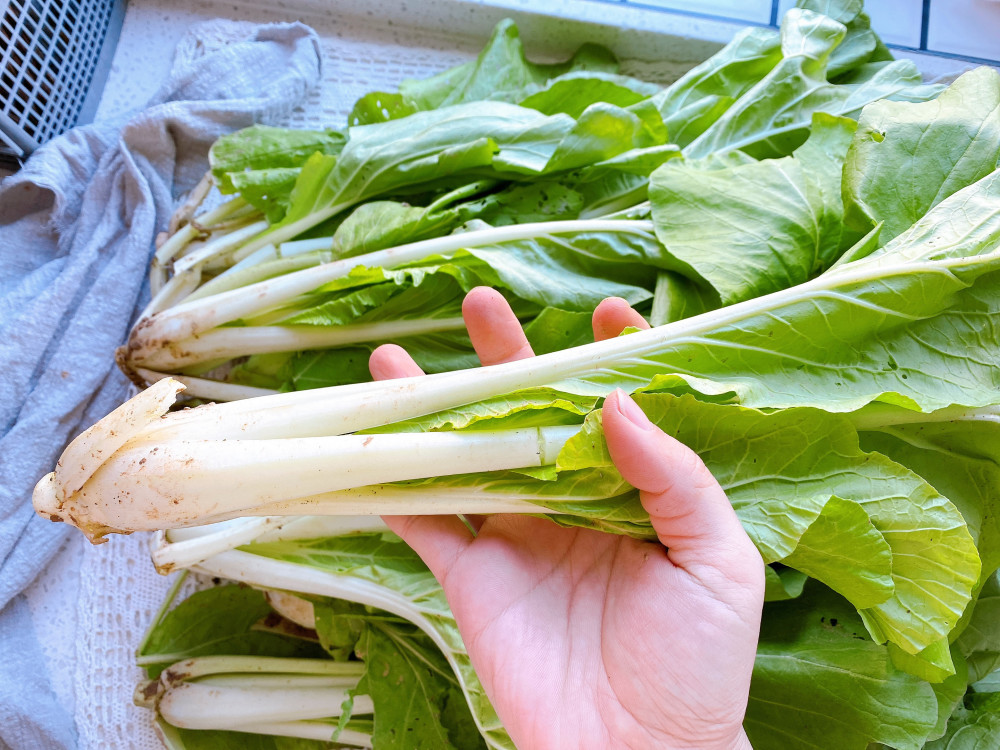 长白菜凉菜(长白菜能做凉菜吗怎么做)