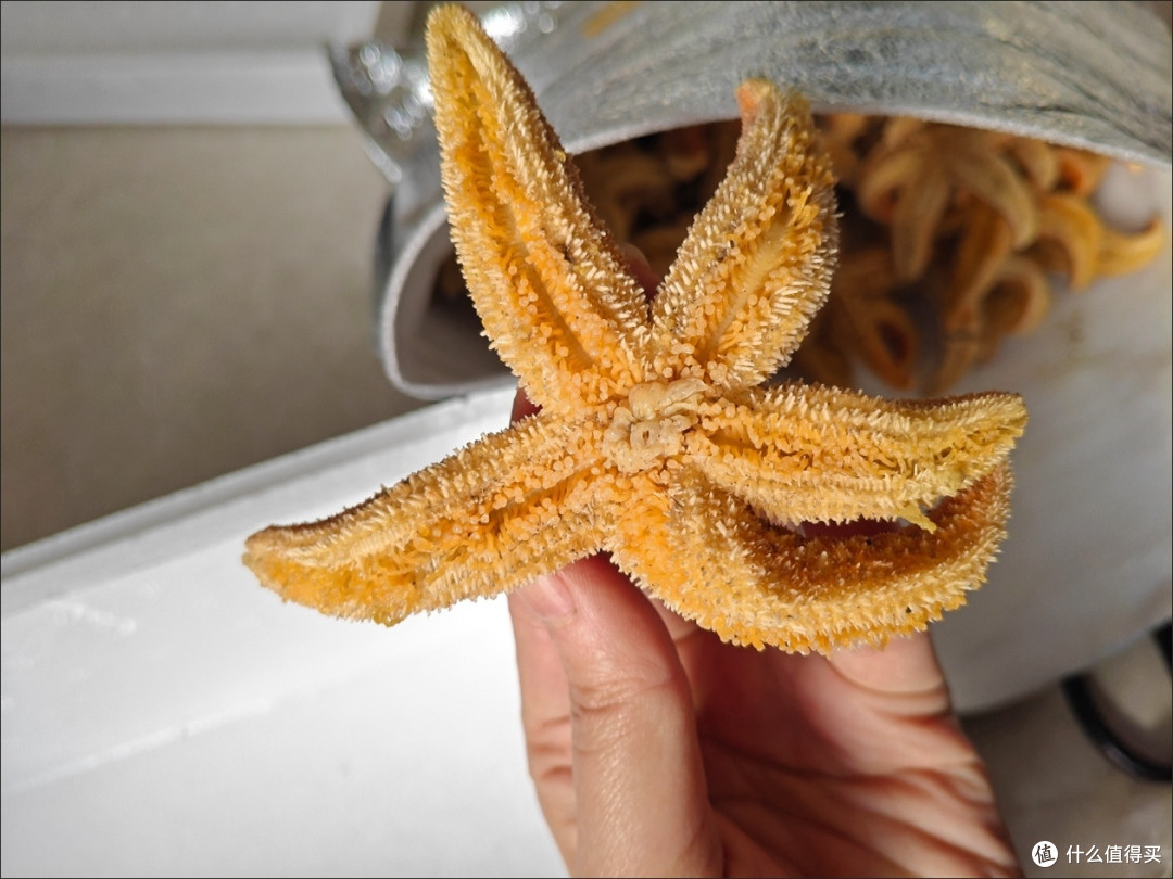 海星的家常做法(海星怎么做最好吃)