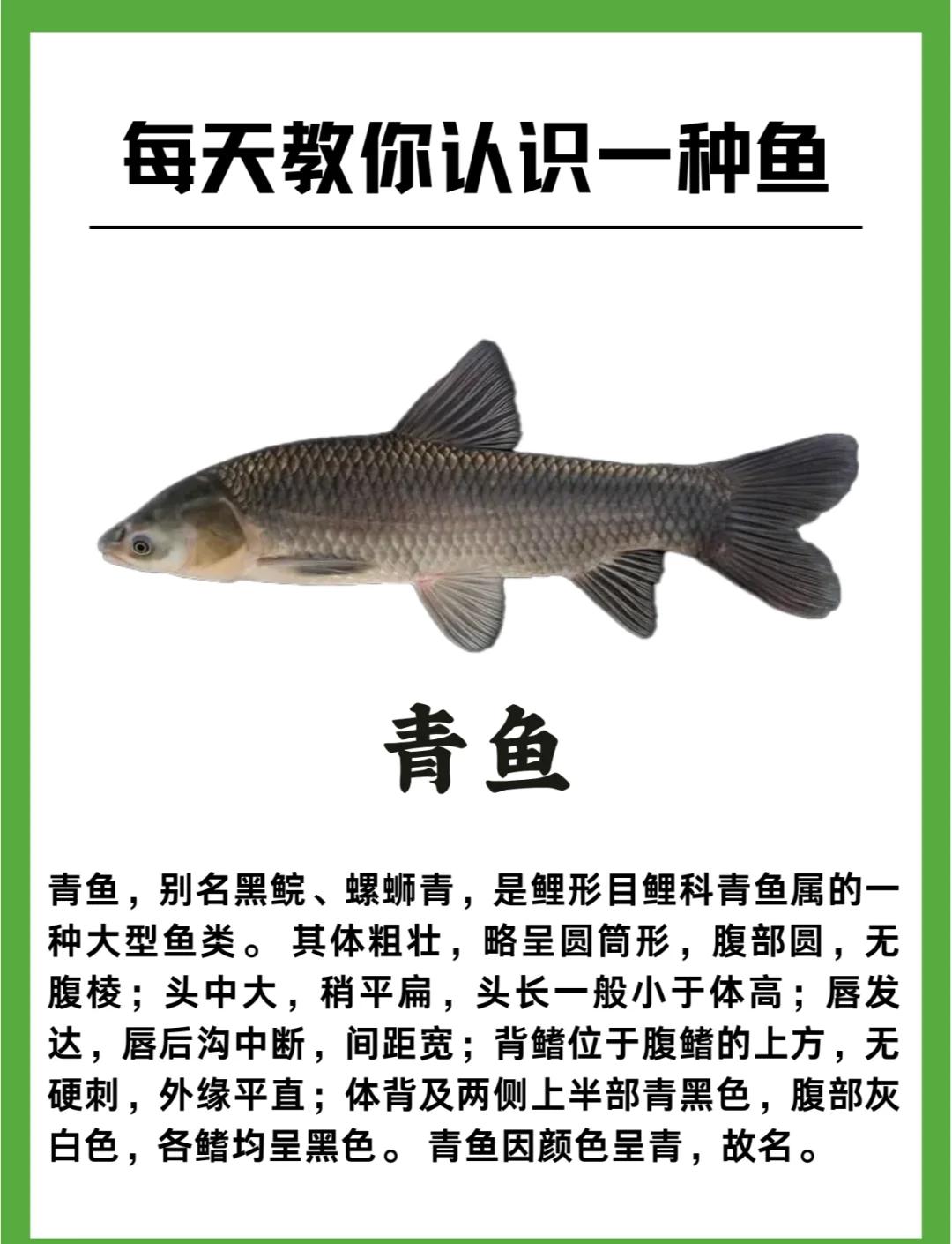 大青鱼的做法大全家常(大青鱼的最佳做法一鱼多吃的方法)