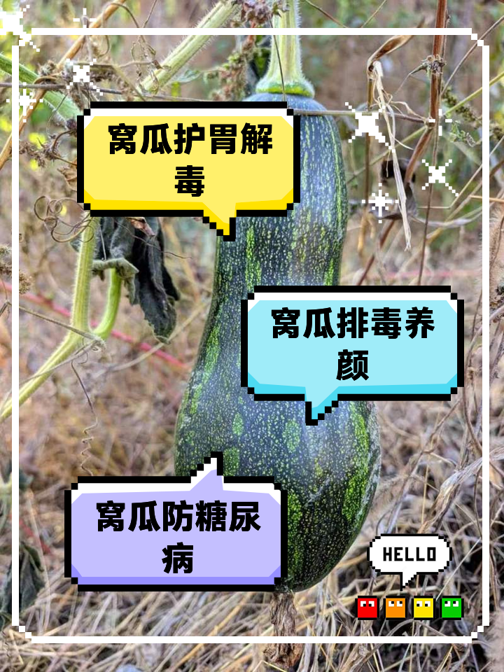 窝瓜的家常做法(窝瓜的多种做法多种吃法)