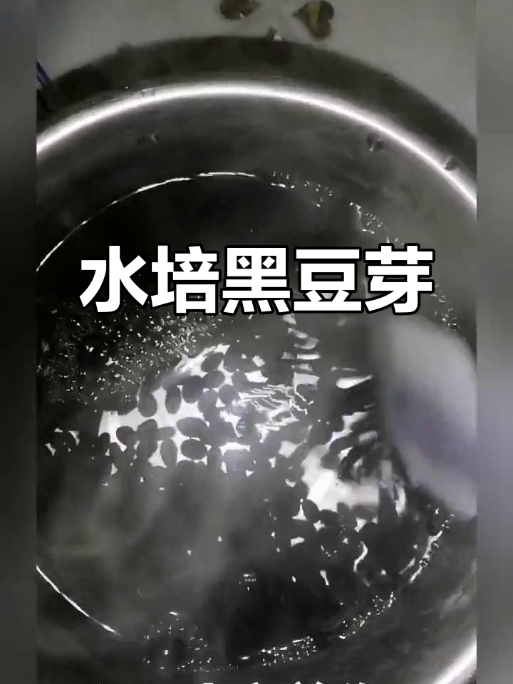 黑豆芽家常做法(黑豆芽家常做法大全)