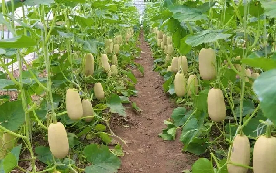 崇明特色瓜(崇明特产小吃) 崇明特色瓜(崇明特产小吃)