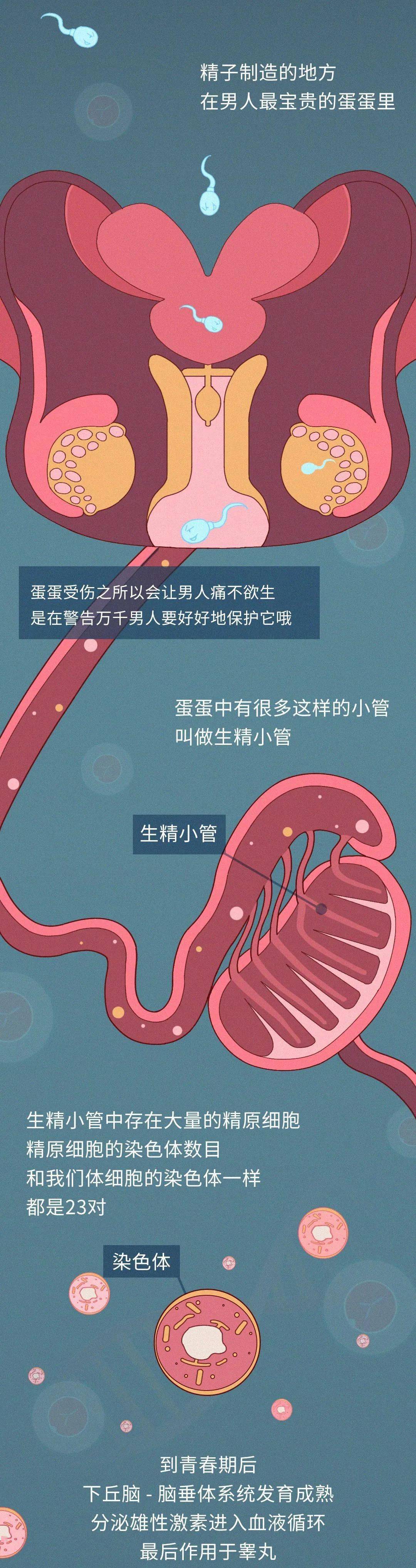 杀精素菜(杀精的蔬菜有哪些)