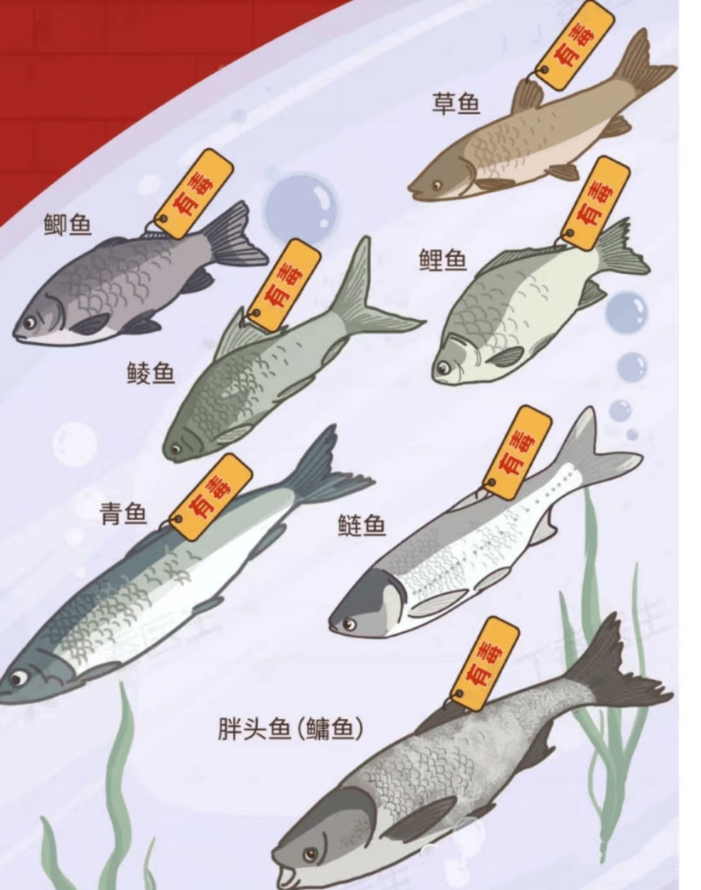 鱼和虾属于素菜吗(鱼和虾属于素菜吗还是荤菜)