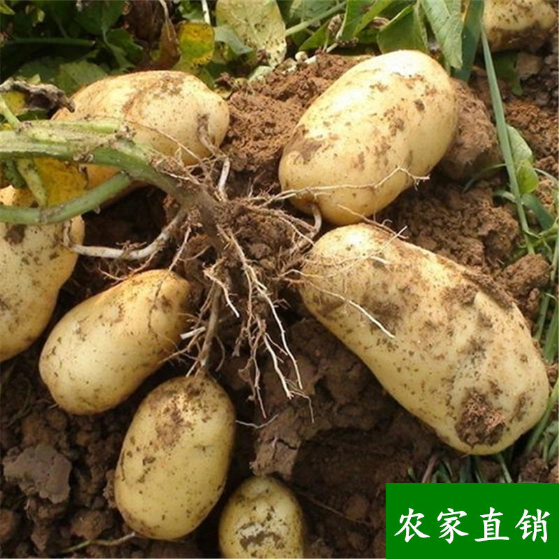 北京有哪些特色蔬菜(北京有哪些特色蔬菜店)