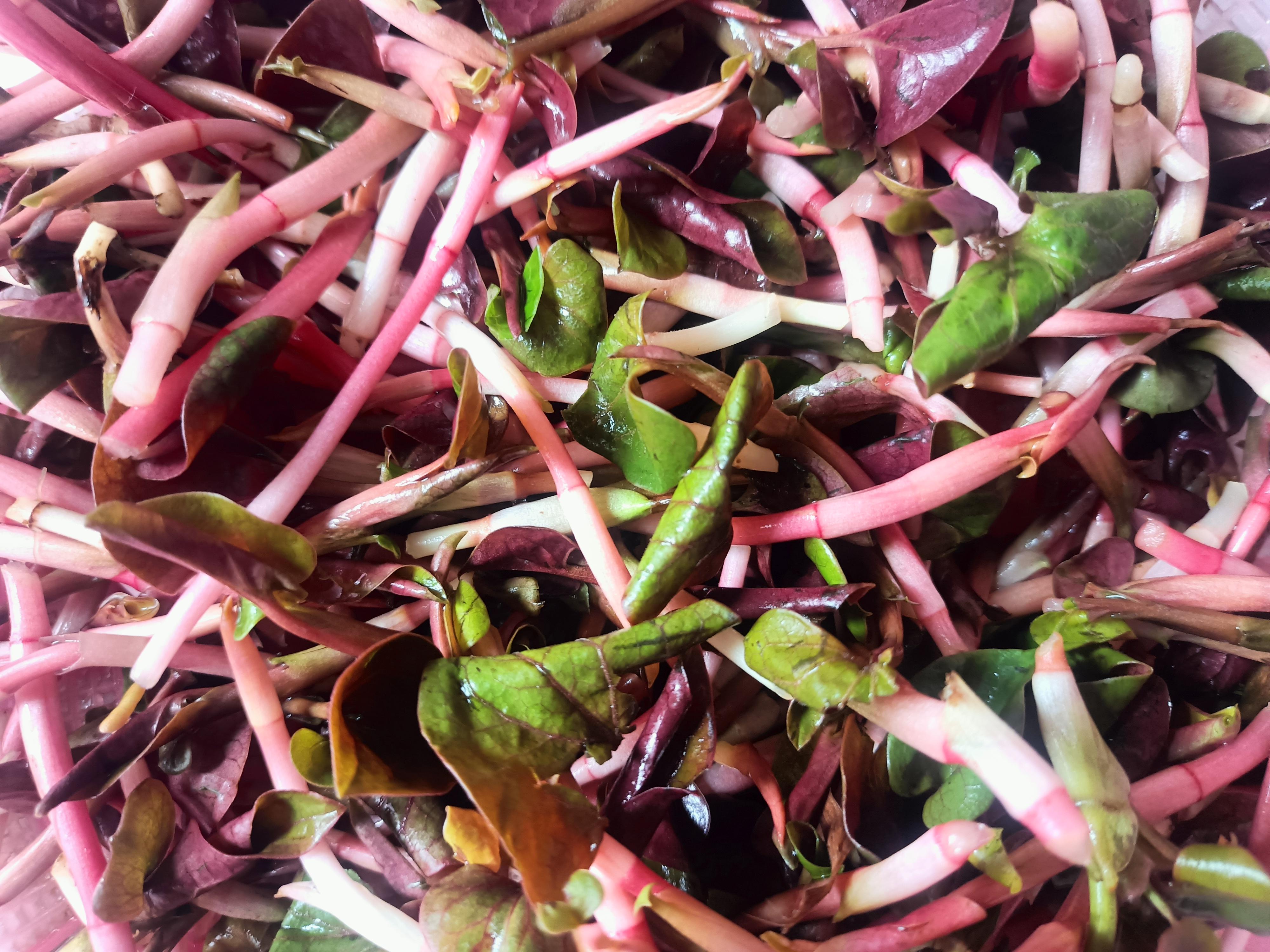 凉菜鱼腥草(鱼腥草凉菜怎么做好吃) 凉菜鱼腥草(鱼腥草凉菜怎么做好吃)