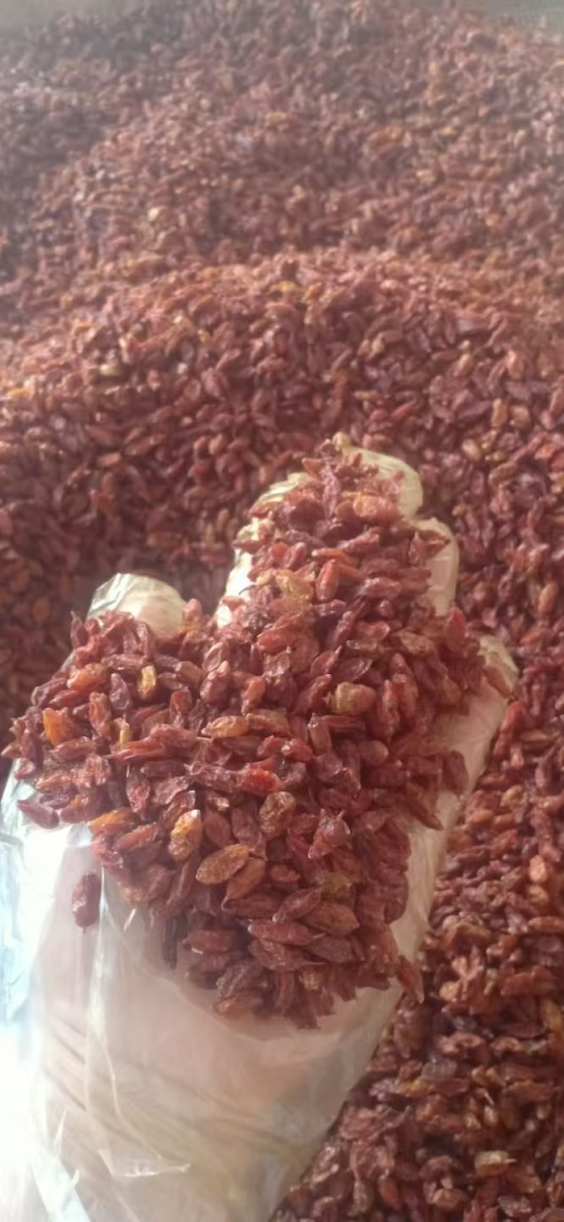 凉菜沙棘(沙棘汁做菜窍门)