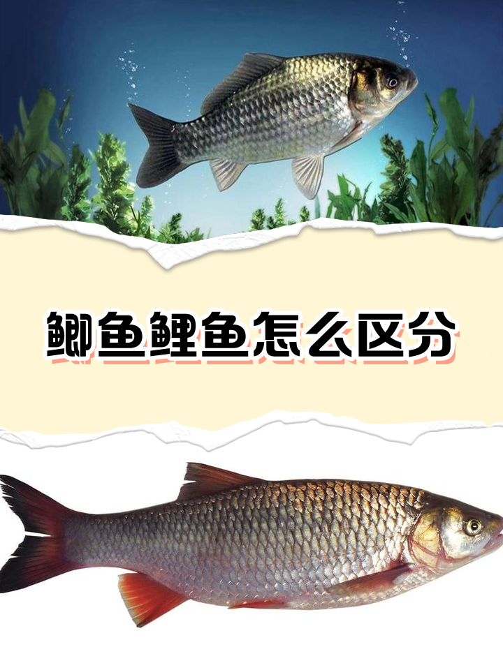 鱼是素菜还是荤菜(鱼类是荤菜,还是素菜)