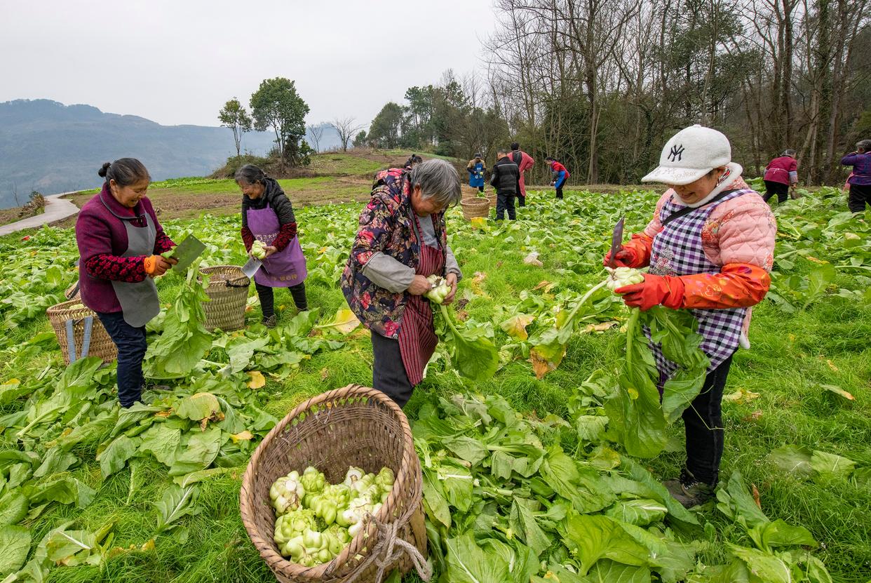重庆特色青菜(重庆特有的青菜) 重庆特色青菜(重庆特有的青菜)