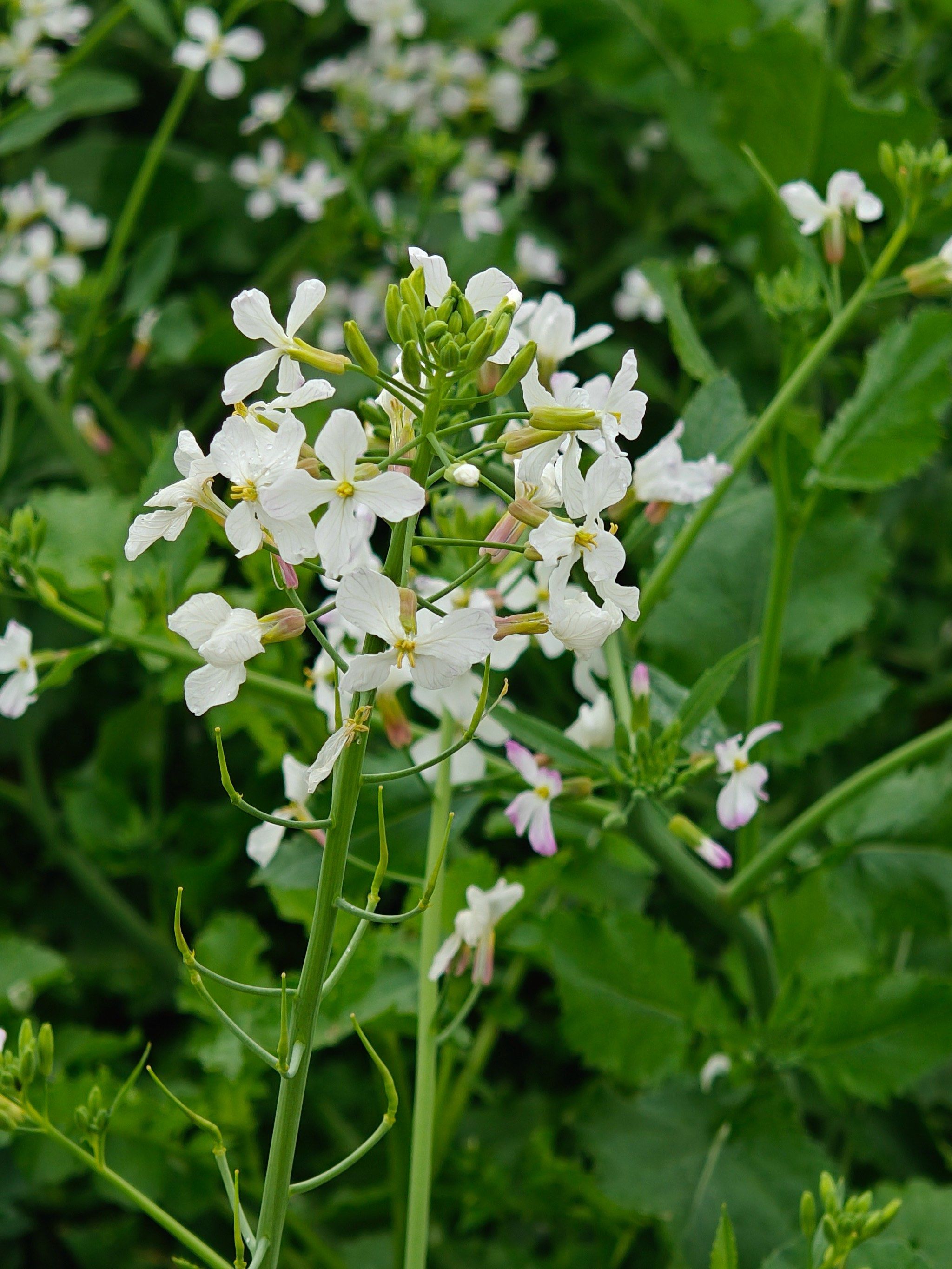 素菜花图片(素菜花的做法大全家常)