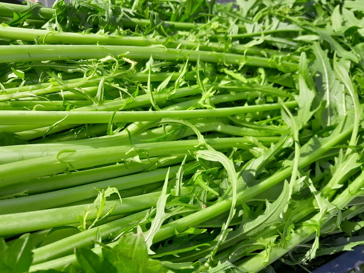 白色凉菜(白色凉菜食材)