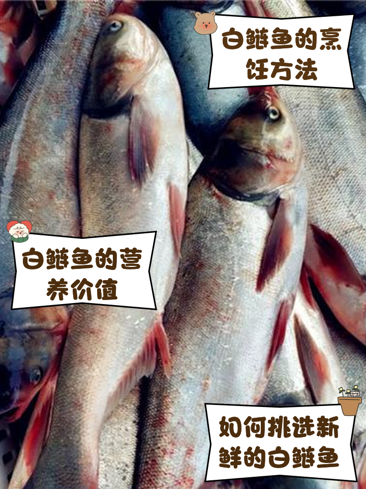 白鲢鱼的家常做法大全(白鲢鱼的做法简单又好吃)
