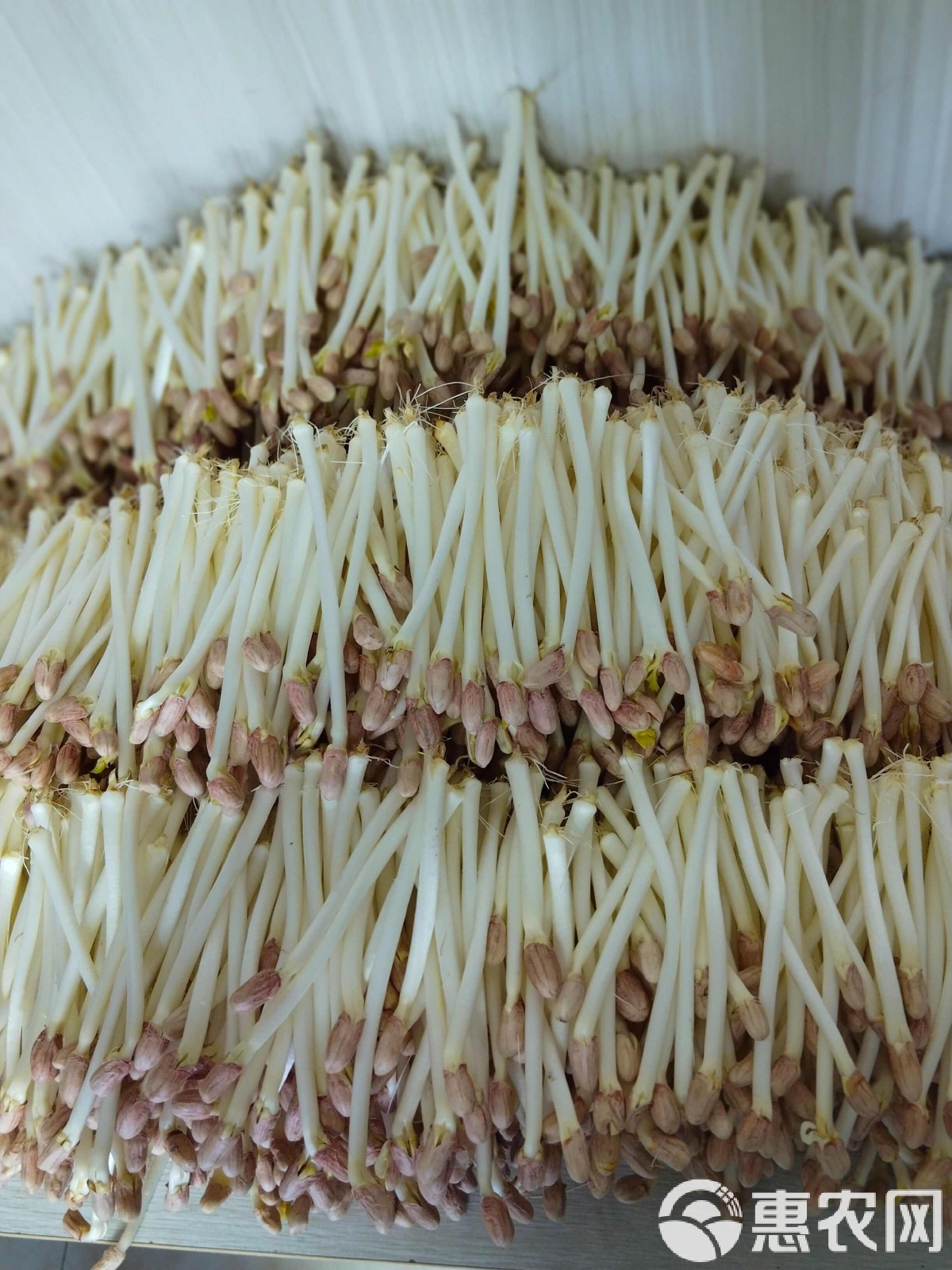 花生苗凉菜(花生苗凉菜做法)