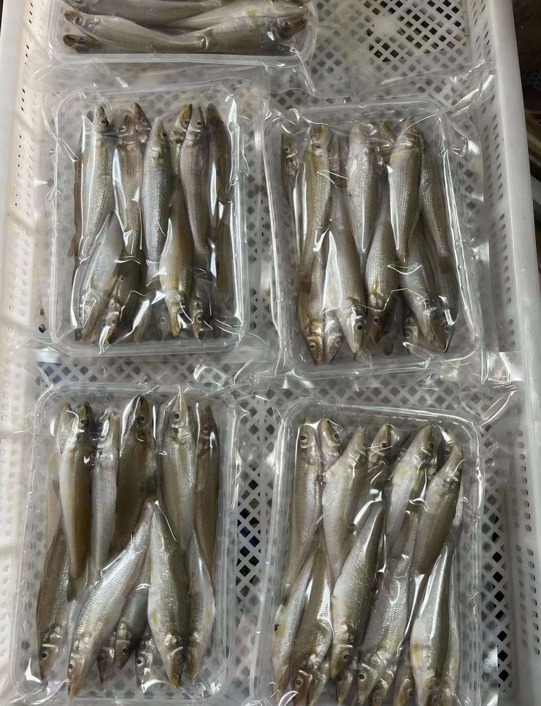 小吃沙丁鱼(沙丁鱼吃法大全)