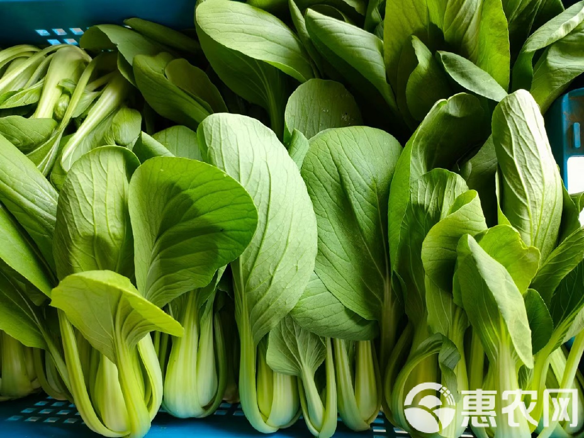 上海名素菜(上海好吃的素菜馆)