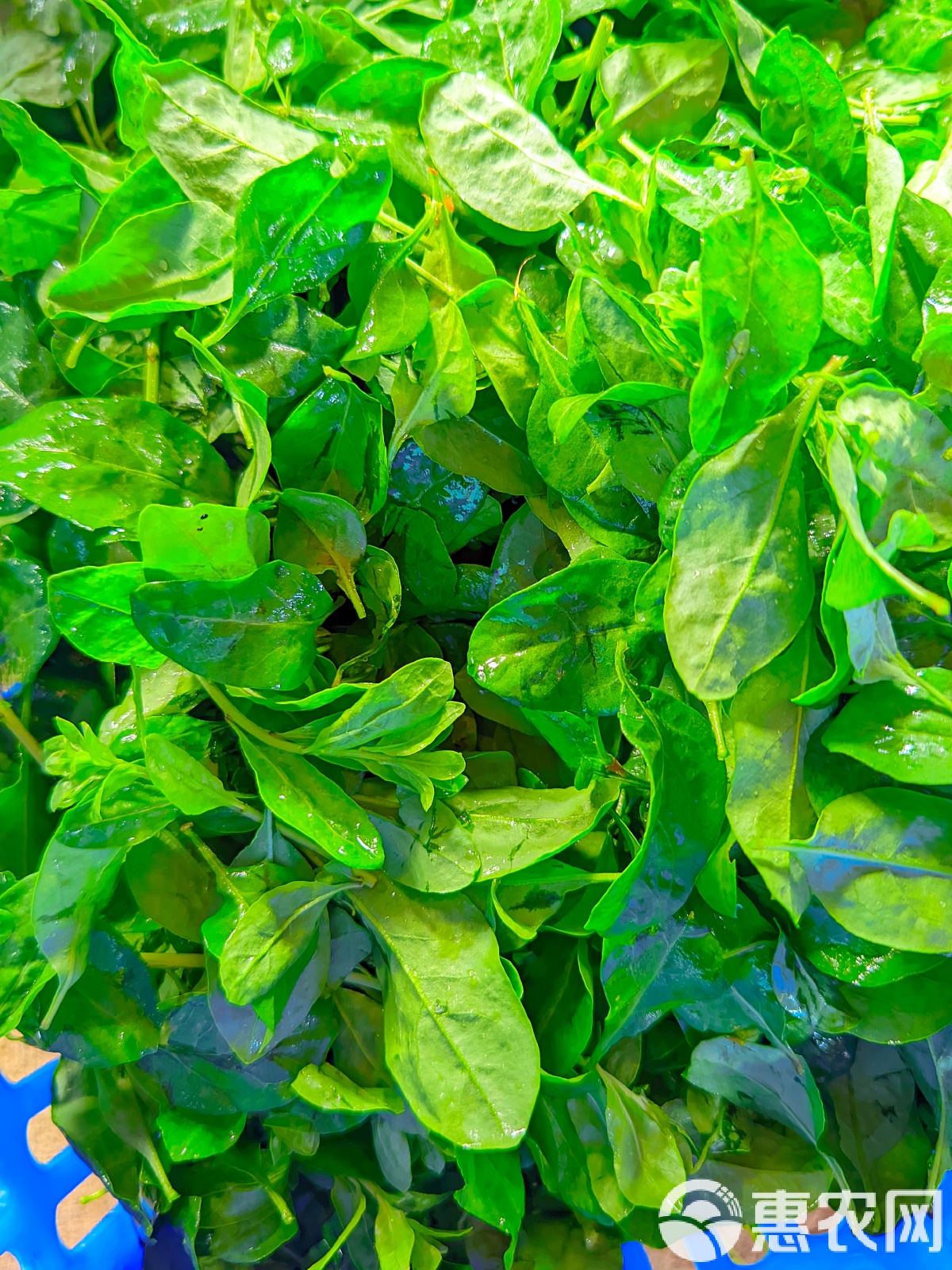 南方特色食材(南方地区特色菜)