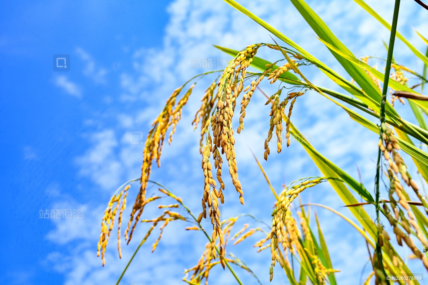 稻谷素菜(稻谷做什么食物)